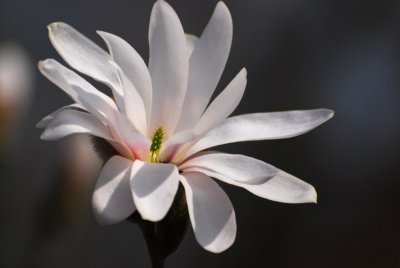 Magnolia stellata - šácholan hvězdovitý - květ